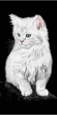 White_Cat_6106.png